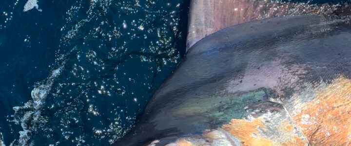 Multi-Day Cabo Fishing Expeditions Multi-Day Cabo Fishing Expeditions