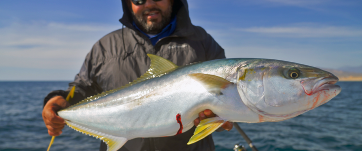 Hooked on La Paz: Finding Your Perfect Fishing Season Hooked on La Paz: Finding Your Perfect Fishing Season