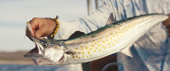 Top 10 Saltwater Fly Fishing Blogs Top 10 Saltwater Fly Fishing Blogs