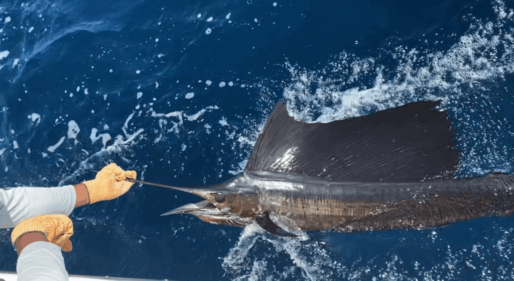 Top 10 Summer Fishing Destinations: Your Global Hit List 13 fishing in Quepos Costa Rica
