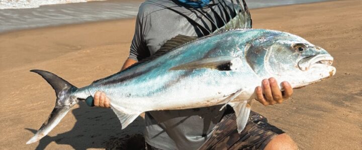 Guided Surf Fishing Trips in Los Cabos (Roosterfish, Snapper & More) Guided Surf Fishing Trips in Los Cabos (Roosterfish, Snapper & More)