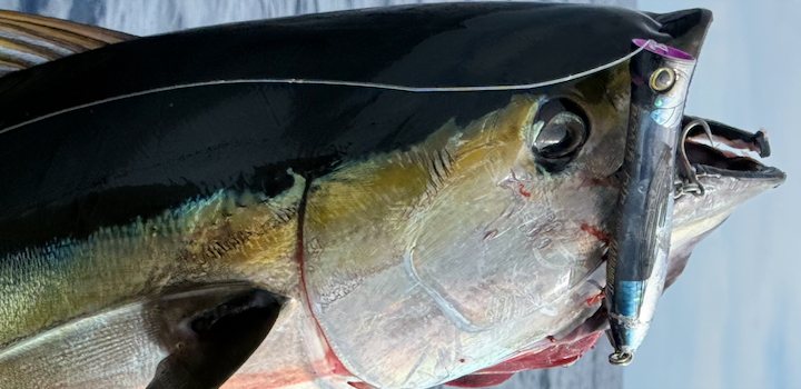 Los Cabos Fishing Report – Last Two Weeks of November 6 Los Cabos Fishing Report – Last Two Weeks of November