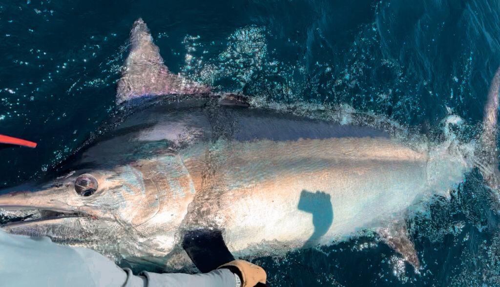 Cabo San Lucas Fishing Seasons & Species Guide 1 Cabo San Lucas Fishing Seasons & Species Guide