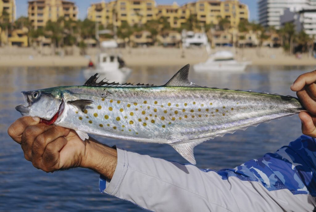 Panga Fishing In Cabo San Lucas Panga Fishing In Cabo San Lucas